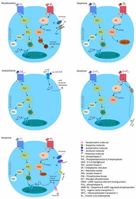 Neuromodulation of Glial Function During Neurodegeneration